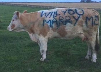 Кольца с бриллиантами? Это прошлое. Коровы – вот новый способ сделать предложение избраннице