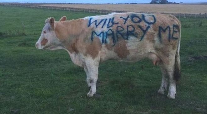 Кольца с бриллиантами? Это прошлое. Коровы – вот новый способ сделать предложение избраннице