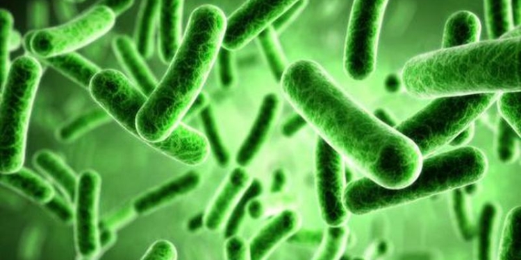 В нескольких блюдах николаевского кафе «Во вкусе» нашли бактерии группы кишечной палочки