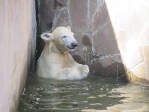 Родившийся в Николаевском зоопарке белый медвежонок оказался девочкой. Назвали Сметанкой 5