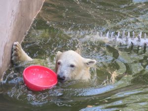 Родившийся в Николаевском зоопарке белый медвежонок оказался девочкой. Назвали Сметанкой 3