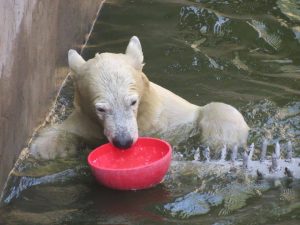 Родившийся в Николаевском зоопарке белый медвежонок оказался девочкой. Назвали Сметанкой 1