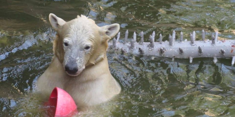 Родившийся в Николаевском зоопарке белый медвежонок оказался девочкой. Назвали Сметанкой
