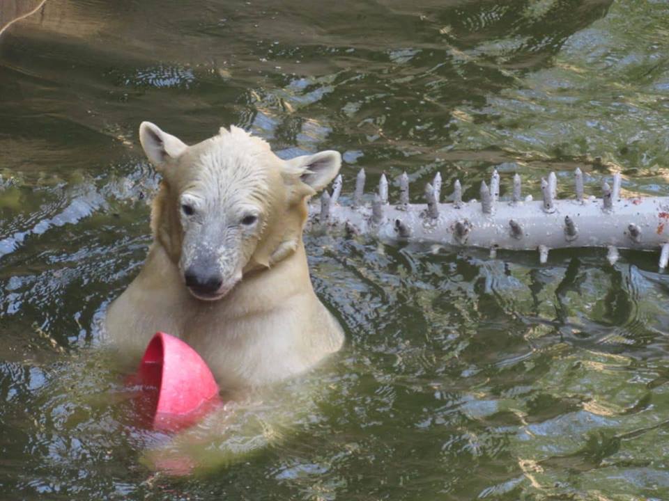 Родившийся в Николаевском зоопарке белый медвежонок оказался девочкой. Назвали Сметанкой 7