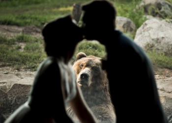 Медведь сделал свадебные фото пары из США  знаменитыми на весь мир