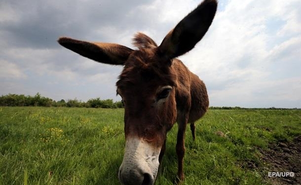 Пожарные назвали осла президентом. Эта шутка будет стоить им 10 лет тюрьмы