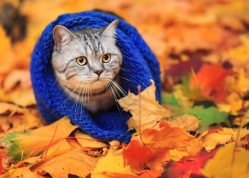 Завтра в Украине без осадков, температура до +26