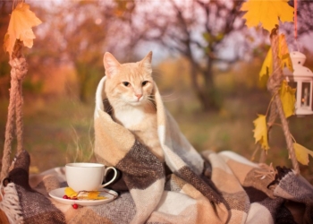 Завтра в Украине без осадков, температура до +26