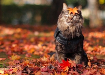 Завтра в Украине без осадков, температура до +26