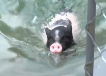 Хрюатлон или поросячьи олимпийские игры