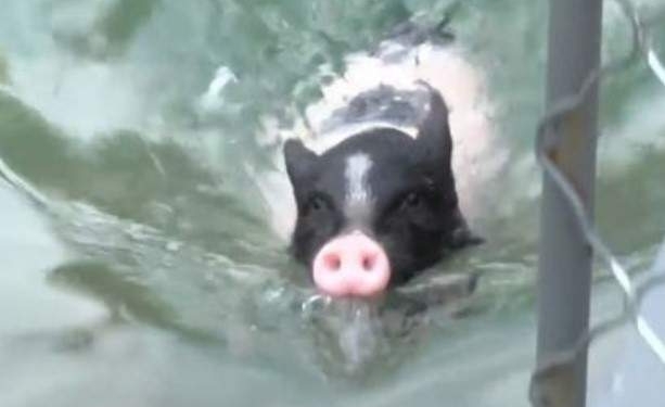 Хрюатлон или поросячьи олимпийские игры