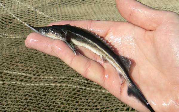 В Первомайске активисты выпустили на городском пляже в Южный Буг мальков стерляди и осетра