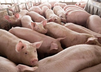 Дания построит мясоперерабатывающий завод в Украине. Свинокомплексы уже построены