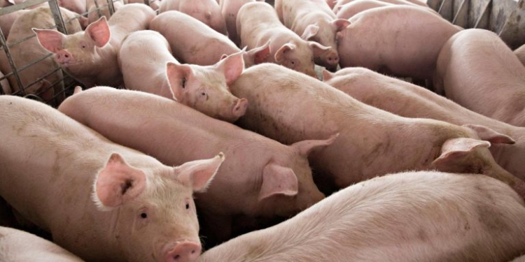 Дания построит мясоперерабатывающий завод в Украине. Свинокомплексы уже построены