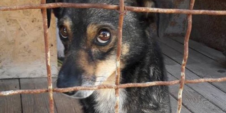 Николаевское КП «Центр защиты животных» возобновило отлов бродячих собак – тут уже есть претенденты на “усыновление”