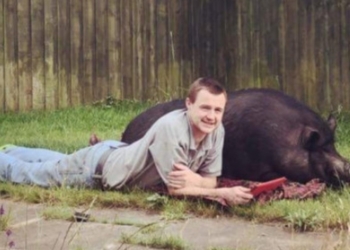 Жених променял брачную ночь на 200-килограммовую свинью