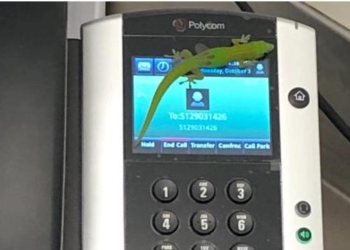 Звонил и молчал в трубку: «автором» десятка звонков на Гаваях стал… геккон