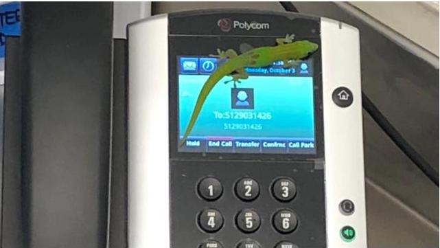 Звонил и молчал в трубку: «автором» десятка звонков на Гаваях стал… геккон