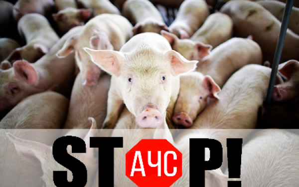 В Витовском районе зафиксировали заболевание африканской чумой свиней. Введен карантин