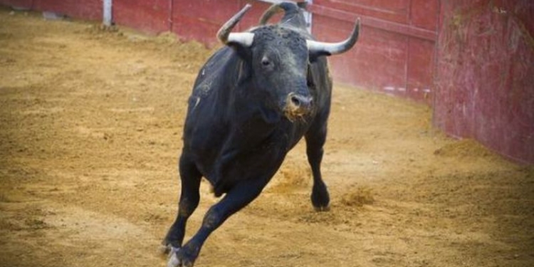 Поднял на рога и подбросил в воздух: во Франции на бескровной корриде погибла туристка