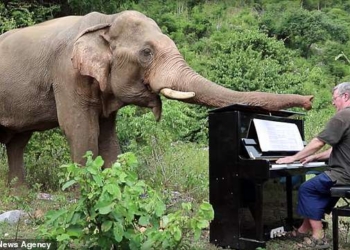 Британский пианист играет Бетховена и Баха… слонам, которые проходят реабилитацию