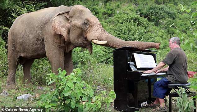 Британский пианист играет Бетховена и Баха… слонам, которые проходят реабилитацию 1