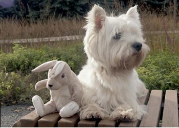 Все-таки душевные люди: псу из Москвы, который не может уснуть без плюшевых зайцев из IKEA, начали присылать их со всего мира