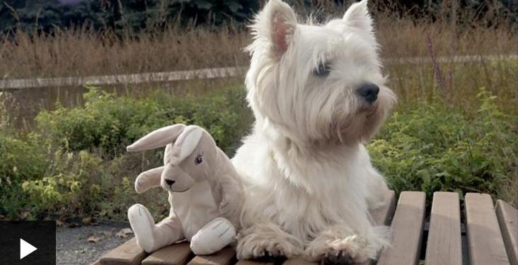 Все-таки душевные люди: псу из Москвы, который не может уснуть без плюшевых зайцев из IKEA, начали присылать их со всего мира