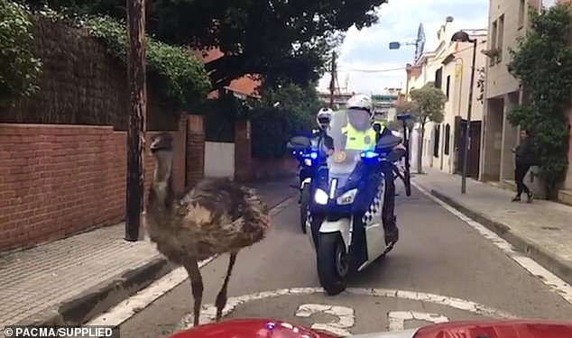 Догнали насмерть: сбежавший страус умер от стресса после преследования полицейскими Барселоны на мотоциклах