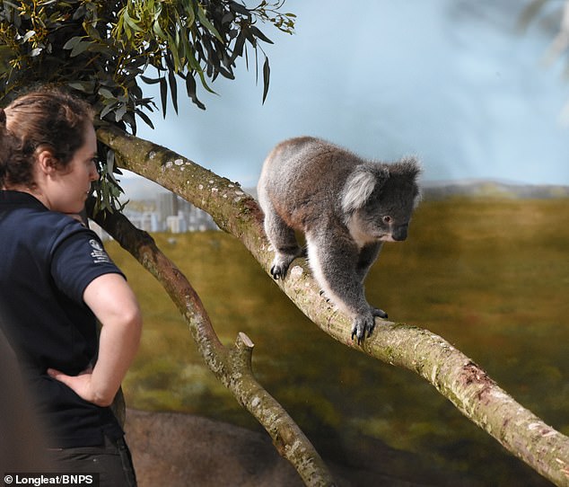 Австралийские коалы вымирают из-за эпидемии хламидиоза. Чтобы спасти вид, 5 коал «прилетели» в Великобританию 3