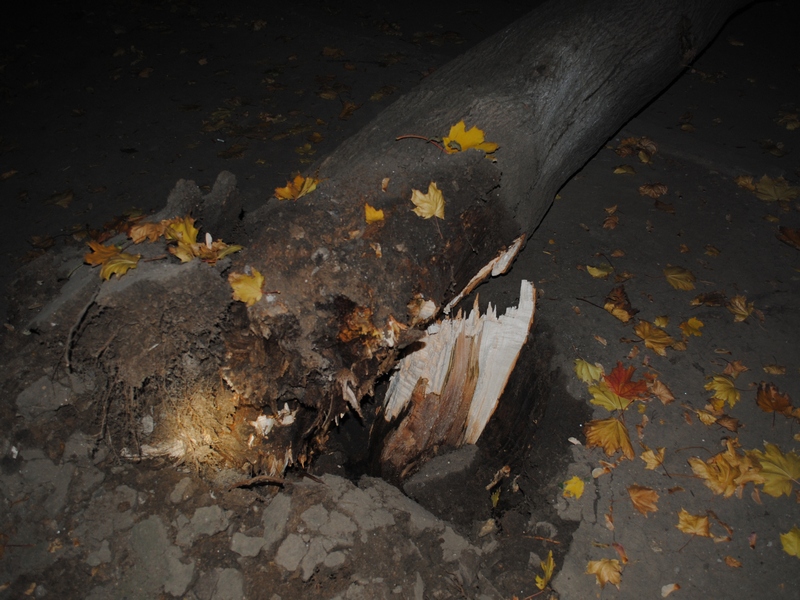 В Николаеве две машины были повреждены упавшим деревом 3