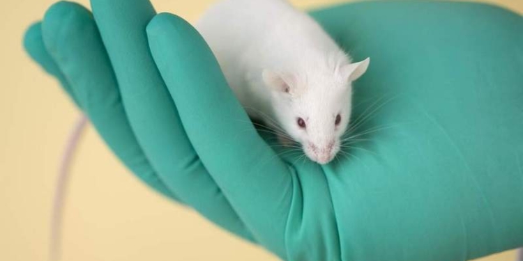 Компания-лидер по производству средств по уходу за человеческим телом поддержала всемирный запрет тестирования на животных