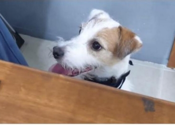 Кому собака может доверить выбор игрушек? Да только себе!