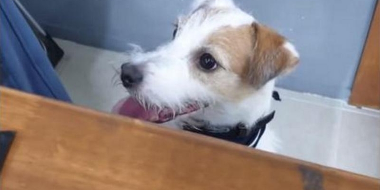 Кому собака может доверить выбор игрушек? Да только себе!