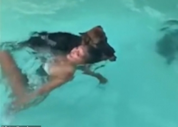 А нечего шутить с серьезным! Собака за волосы вытащила из бассейна девушку, которая притворилась тонущей