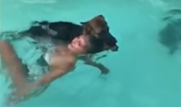 А нечего шутить с серьезным! Собака за волосы вытащила из бассейна девушку, которая притворилась тонущей