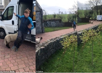 Стимулом для бега может быть и овца. Если ее боишься