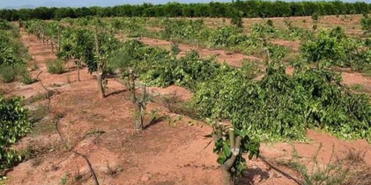 Экономические войны: в Испании по решению суда выкорчевали 3 тысячи мандариновых деревьев премиум-класса