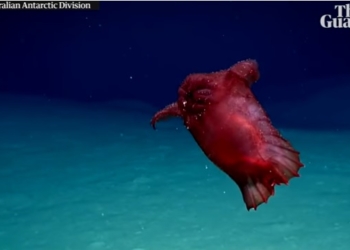 Возле Антарктиды впервые сняли «безголового куриного монстра”