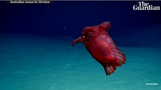 Возле Антарктиды впервые сняли «безголового куриного монстра”
