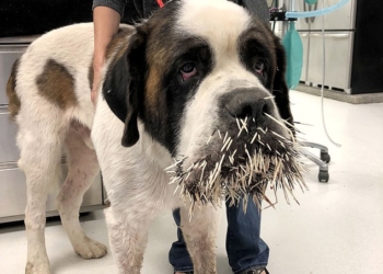 Сенбернар хотел подружиться с дикобразом. Только дикобраз об этом не знал