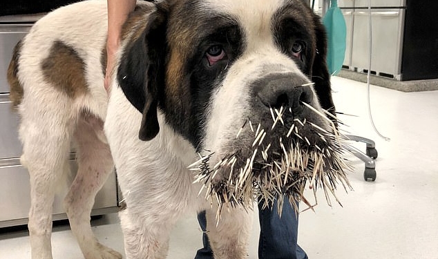 Сенбернар хотел подружиться с дикобразом. Только дикобраз об этом не знал