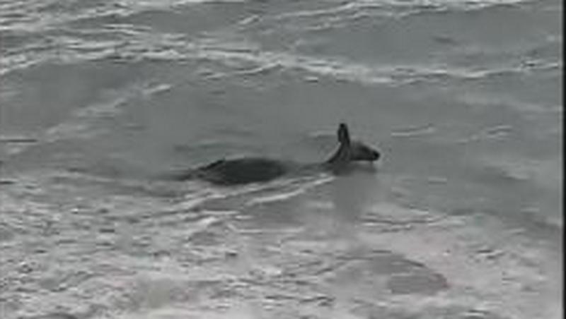 Австралийские полицейские бросились в океан, чтобы не дать утонуть кенгуру 1