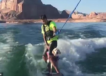 И совсем не страшно! Шестимесячный щенок-вейкбордист уверенно стоит на доске с хозяином