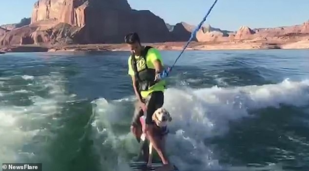 И совсем не страшно! Шестимесячный щенок-вейкбордист уверенно стоит на доске с хозяином