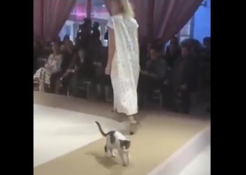 «Мы обществу нужны для красоты, коты»: в Стамбуле бездомная кошка приняла участие в модном показе Esmod International Fashion Show