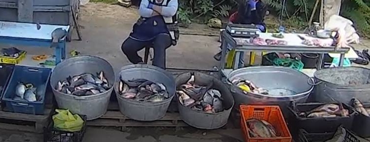 Николаевский рыбоохранный патруль прошелся по рынкам Новой Одессы – тут тебе и сом, и раки незаконно выловленные