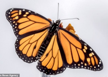 Рождение бабочки монарх: не такое это простое дело – появление на свет