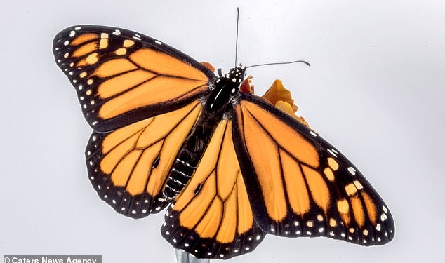 Рождение бабочки монарх: не такое это простое дело – появление на свет