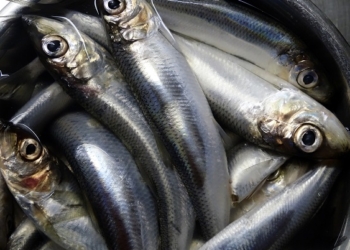 В Швеции из-за лося 100 метров дороги покрылись селедкой